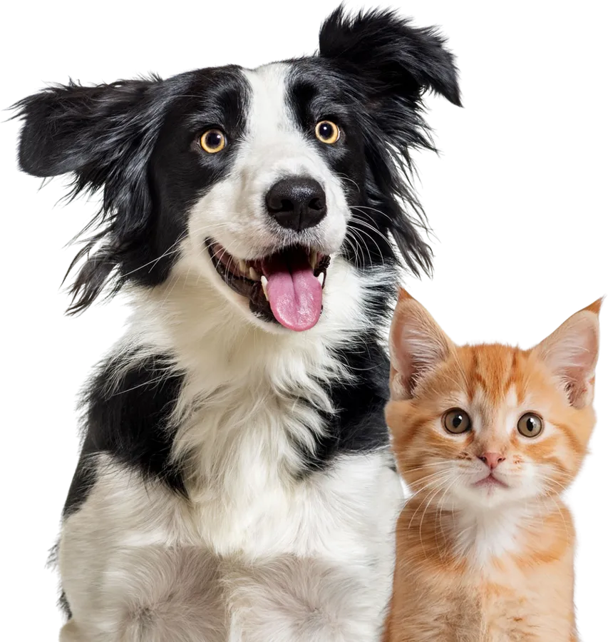 A border collie and an orange kitten side by side