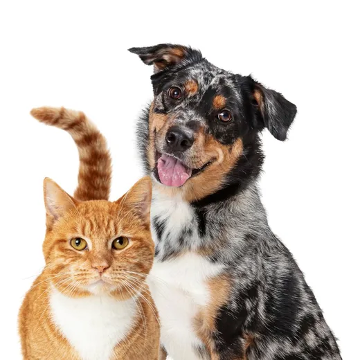 An orange tabby cat and a merle dog side by side